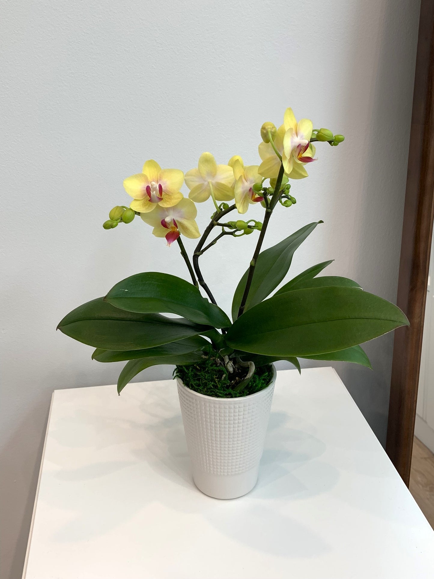 Mini Yellow Orchid (2 Stems)