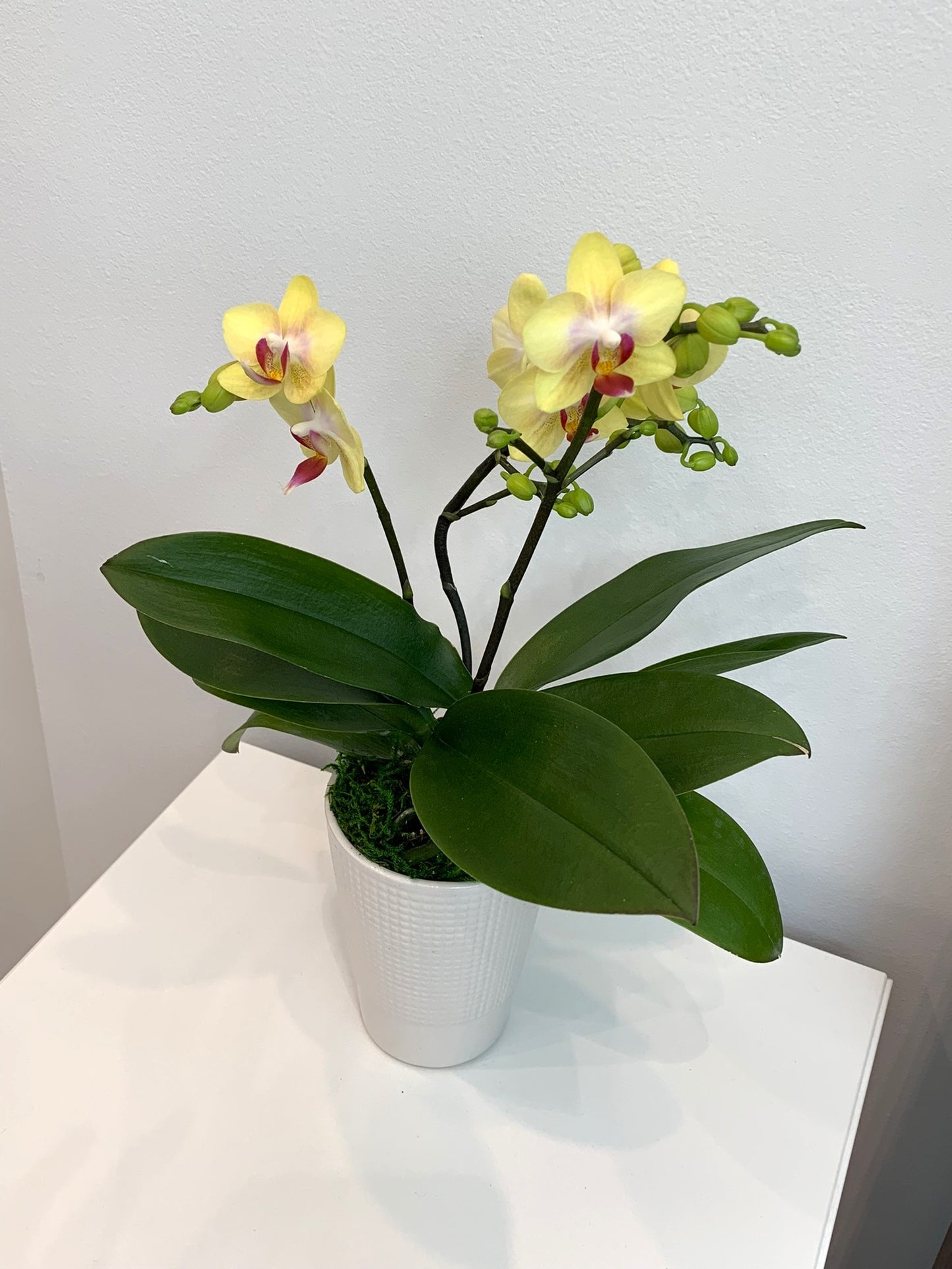 Mini Yellow Orchid (2 Stems)