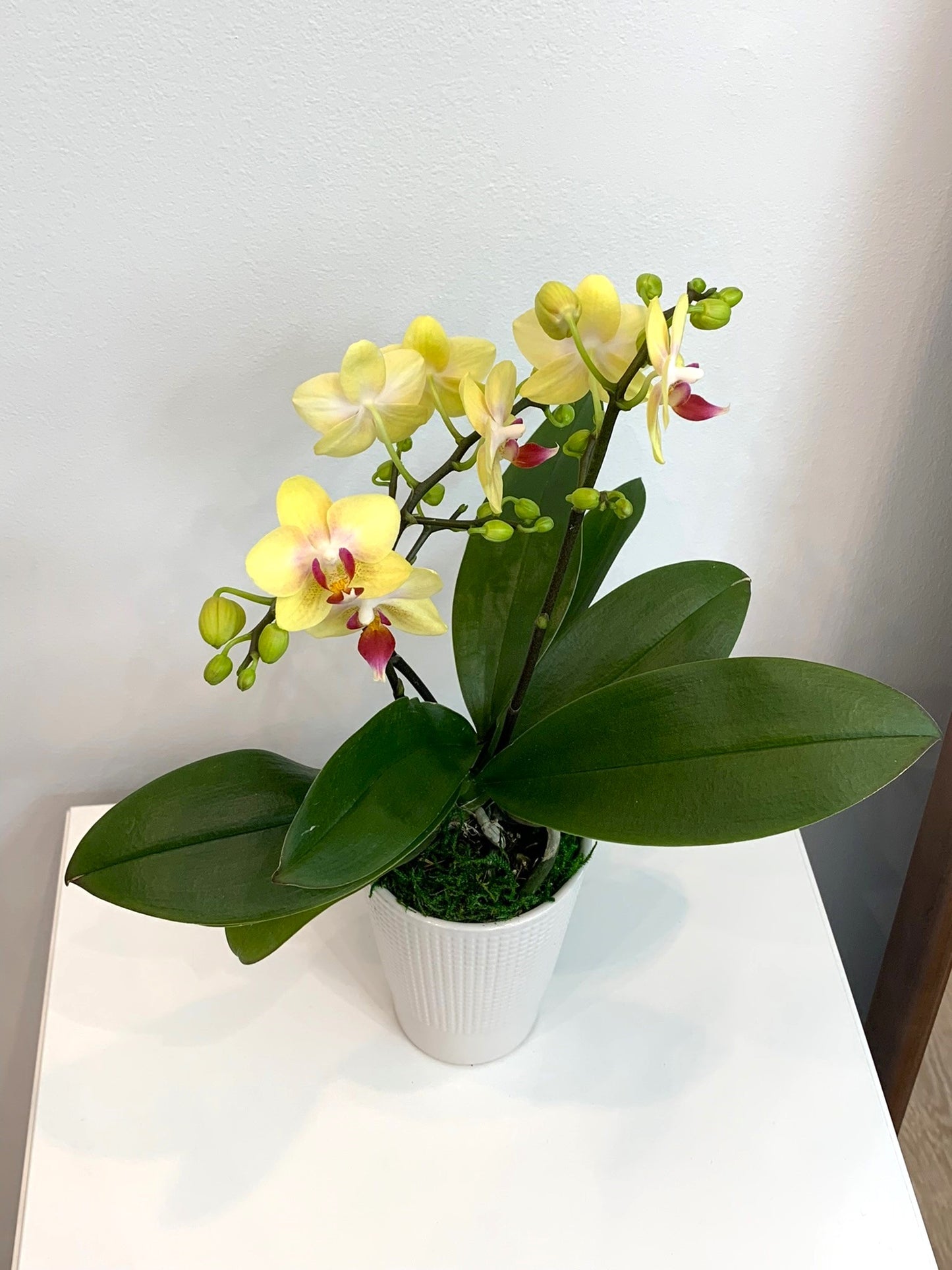 Mini Yellow Orchid (2 Stems)