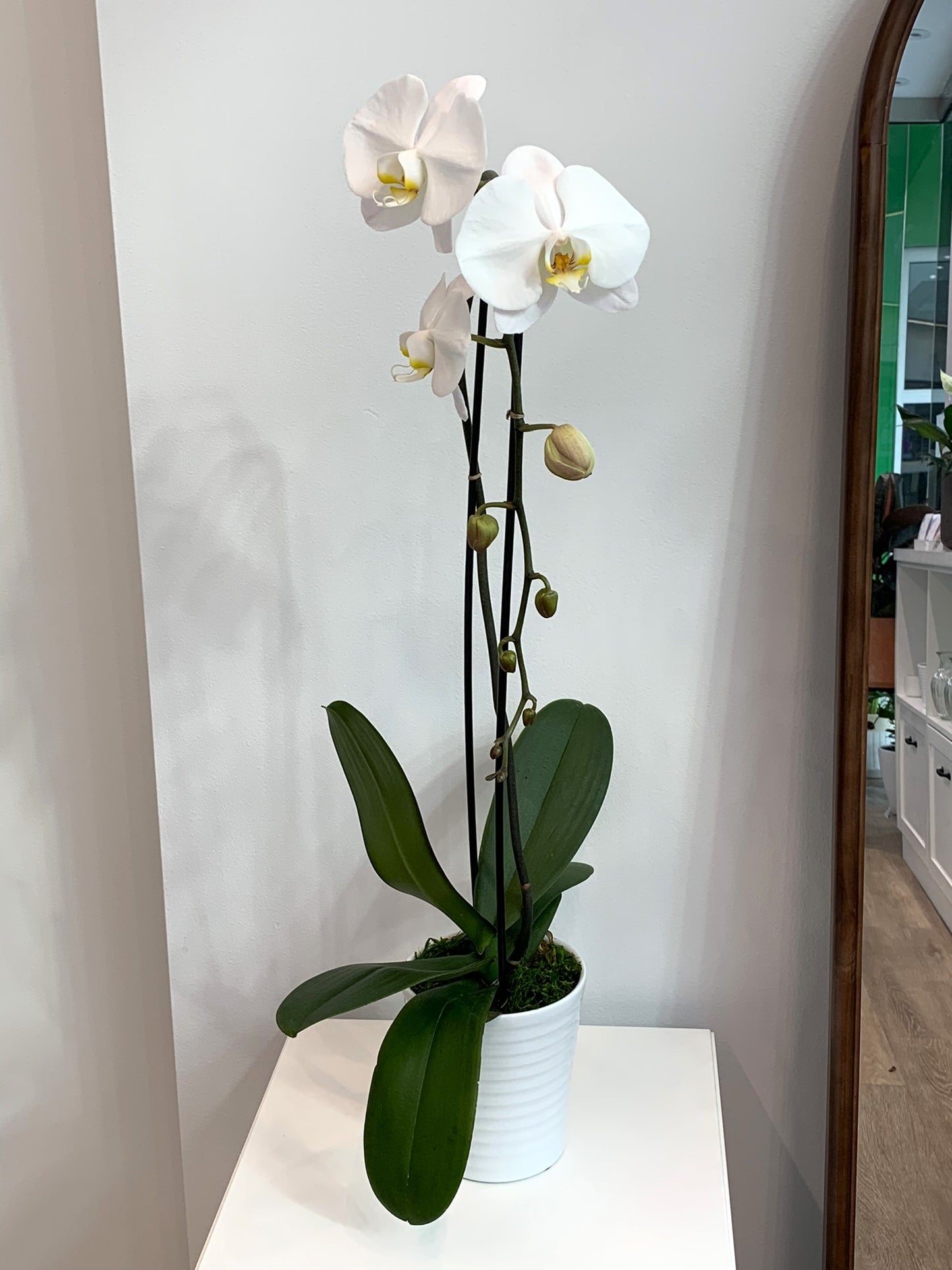 Large White Orchid (1 Stem)