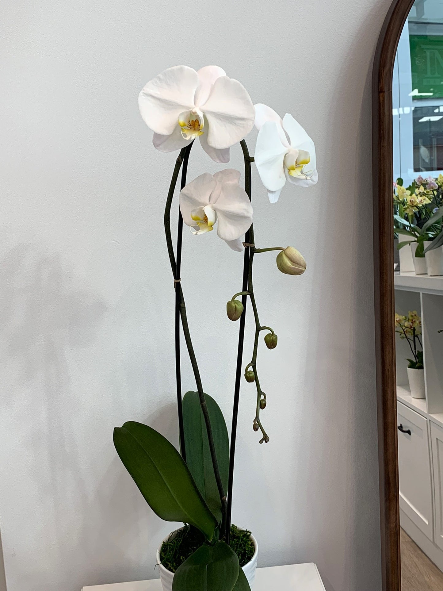 Large White Orchid (1 Stem)