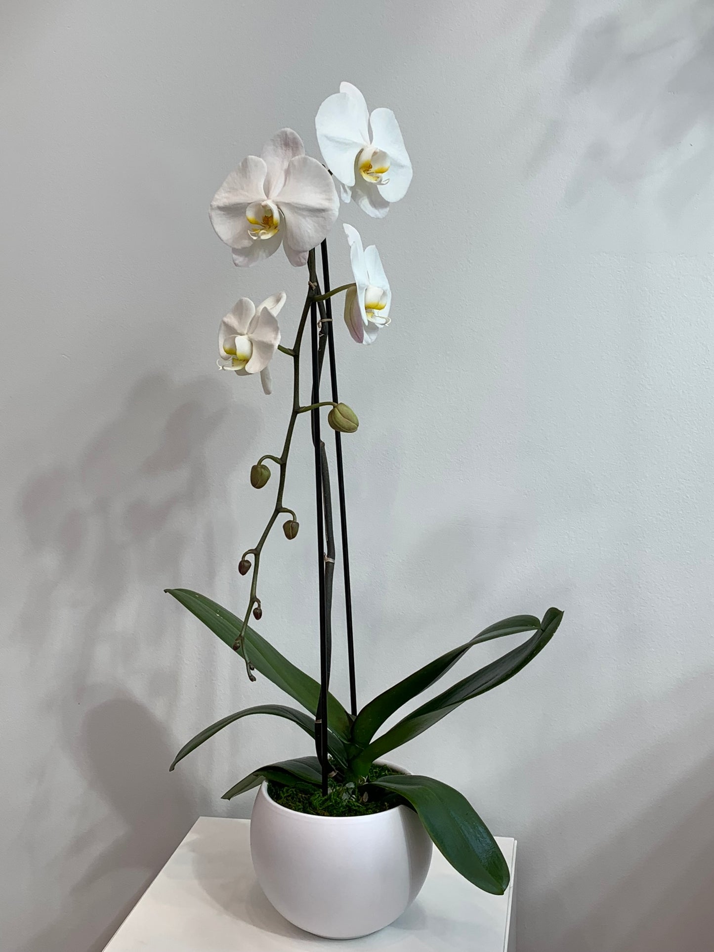 Large White Orchid (1 Stem)