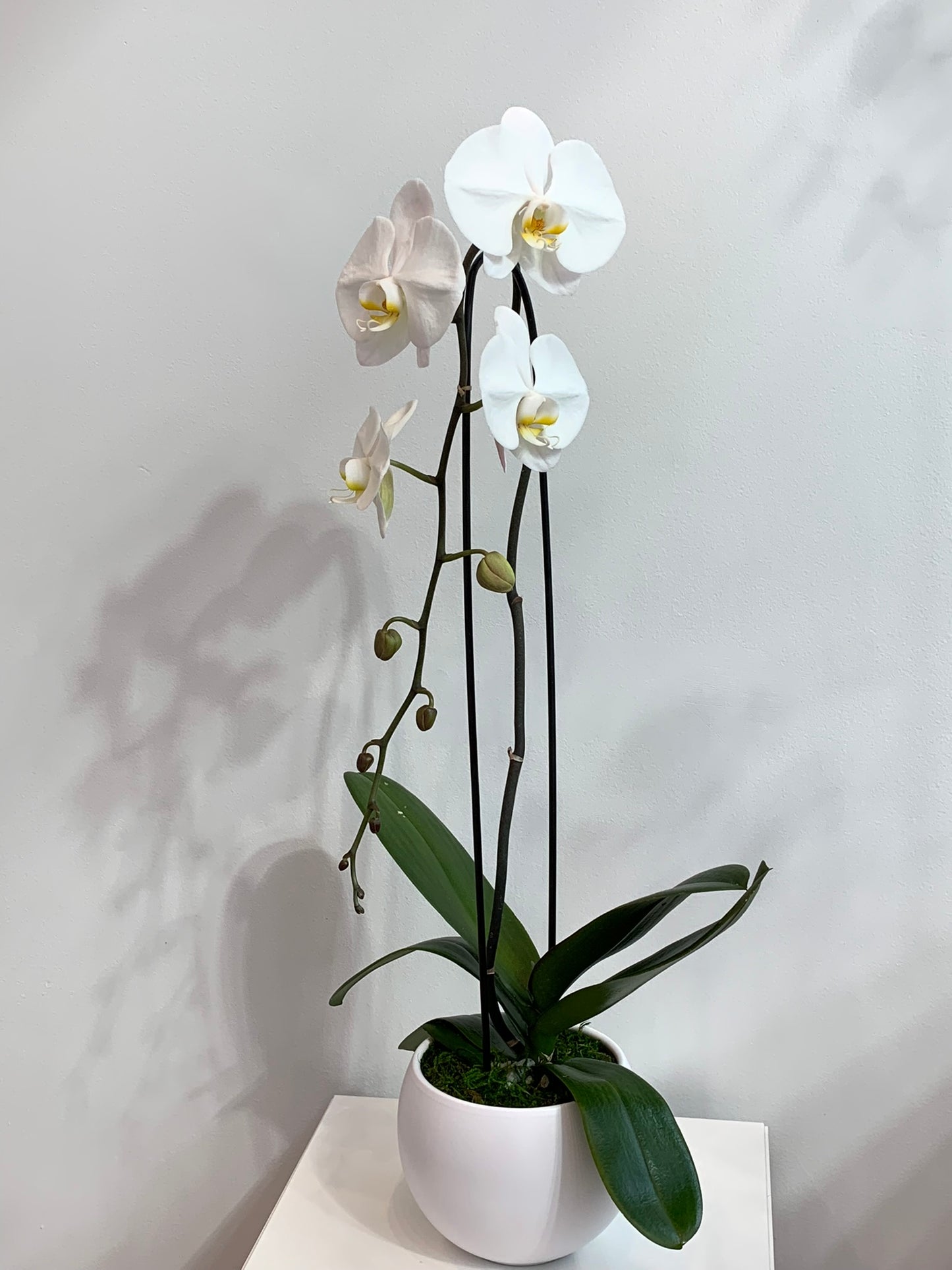 Large White Orchid (1 Stem)