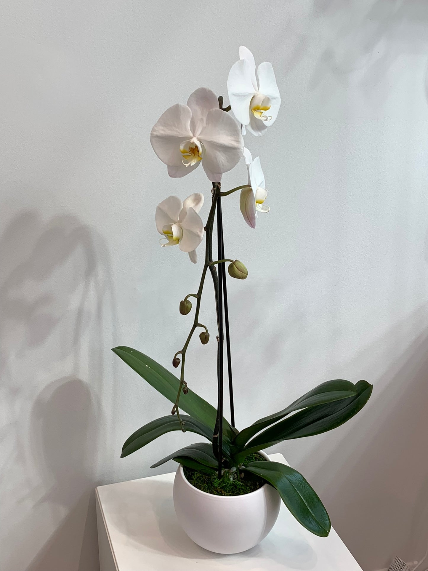 Large White Orchid (1 Stem)