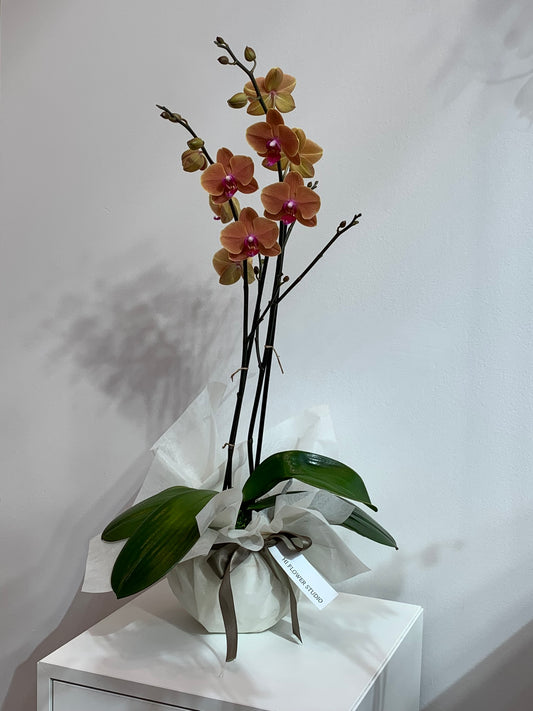 Large Moonstone Orchid (2 stems)