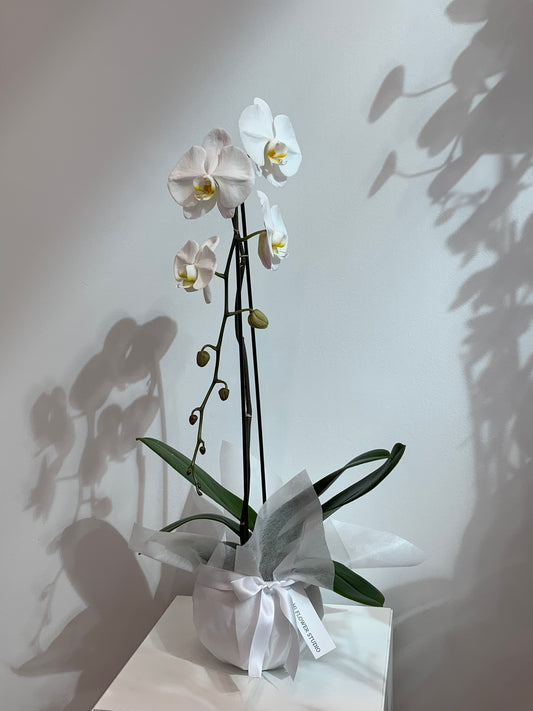 Large White Orchid (1 Stem)