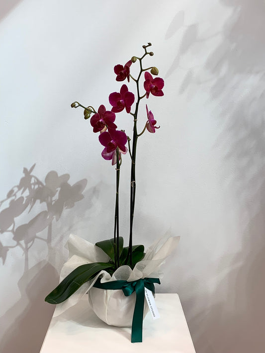 Large Ruby Orchid (2 stems)