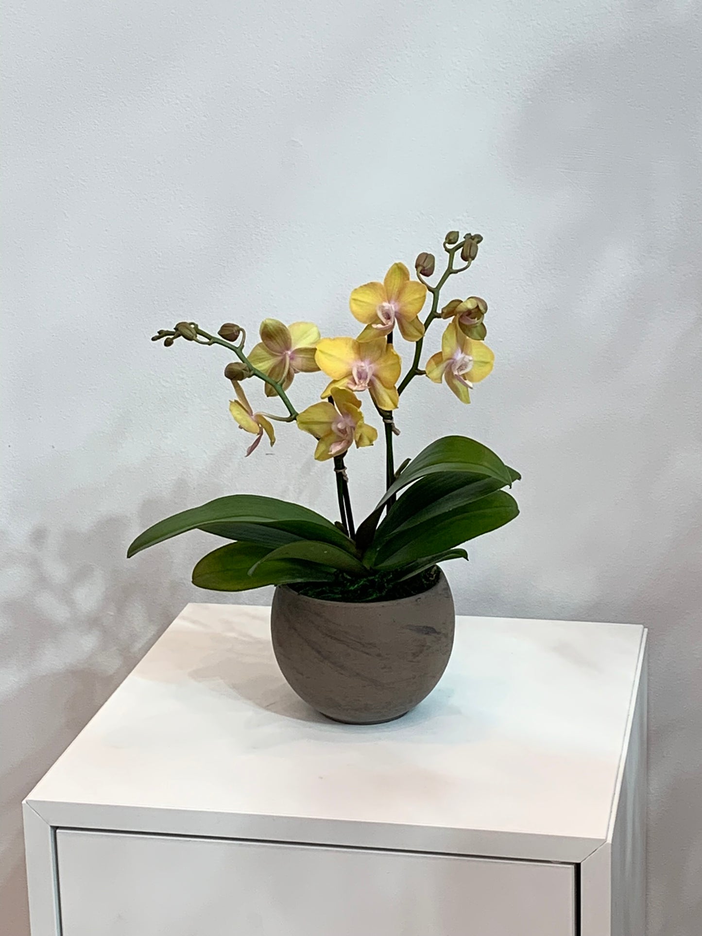 Mini Yellow Orchid (2 Stems)