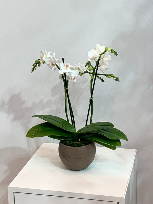 Mini White Orchid (2 Stems)