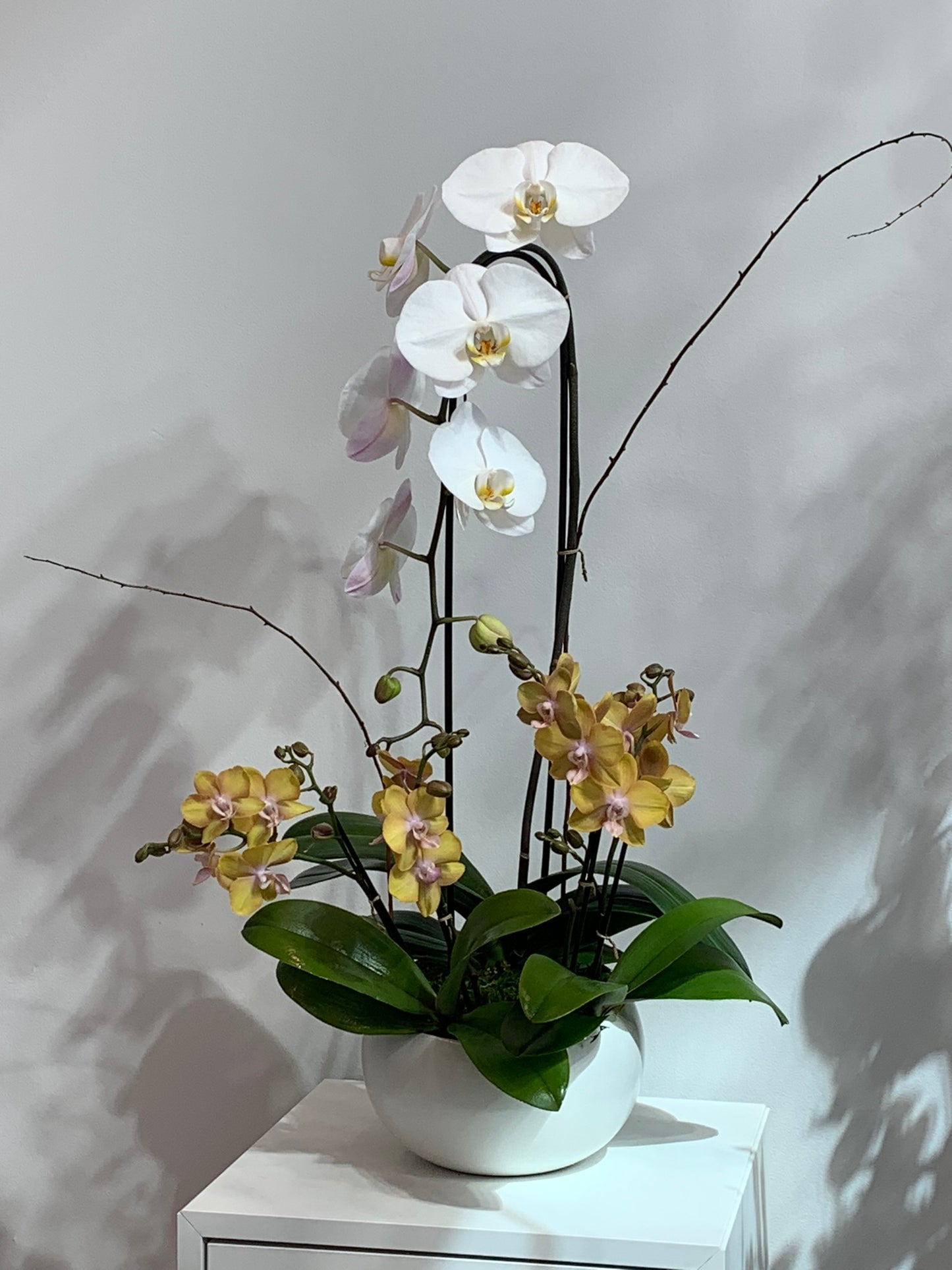 Mixed White & Yellow Orchid Arrangement