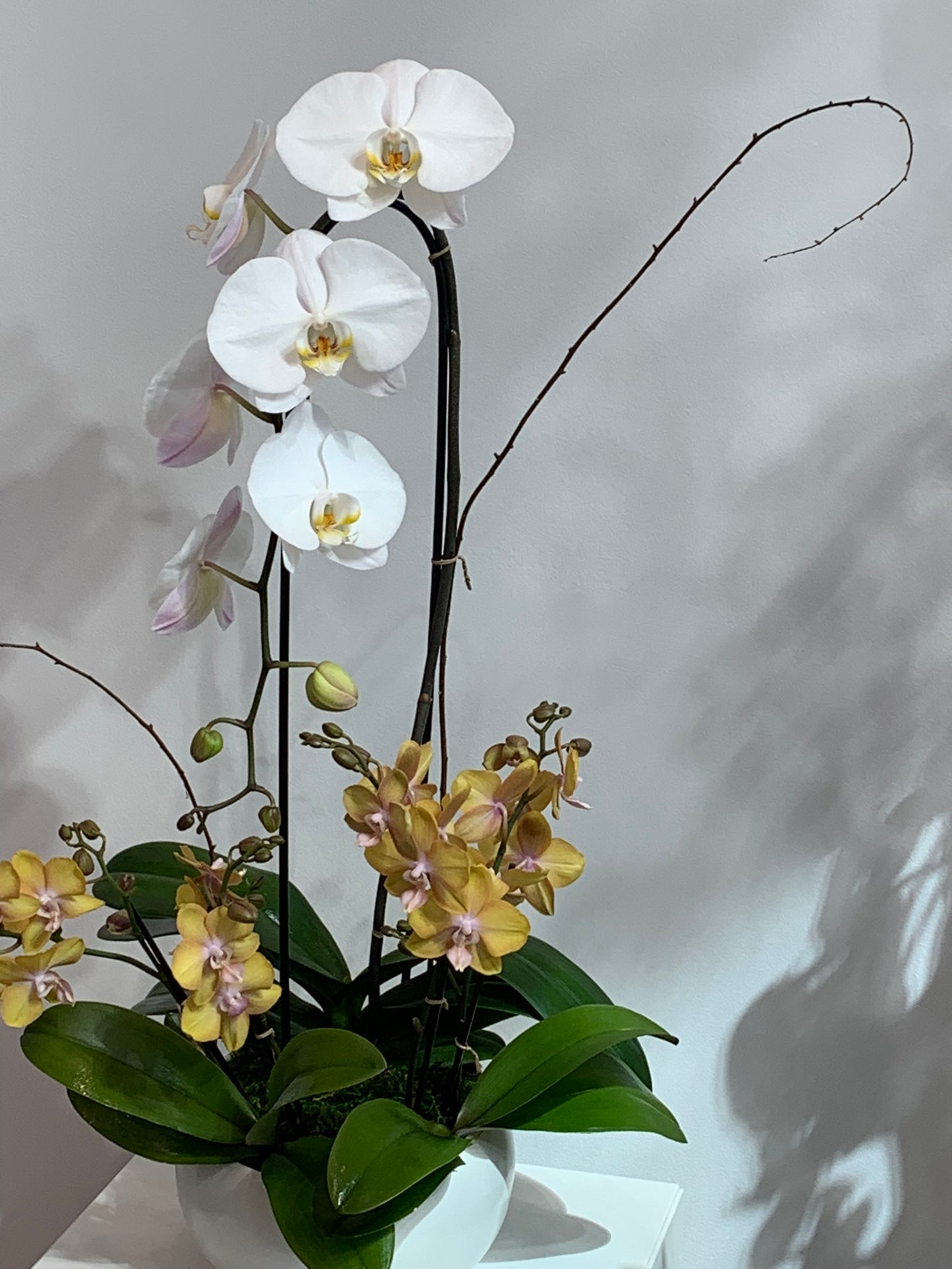 Mixed White & Yellow Orchid Arrangement