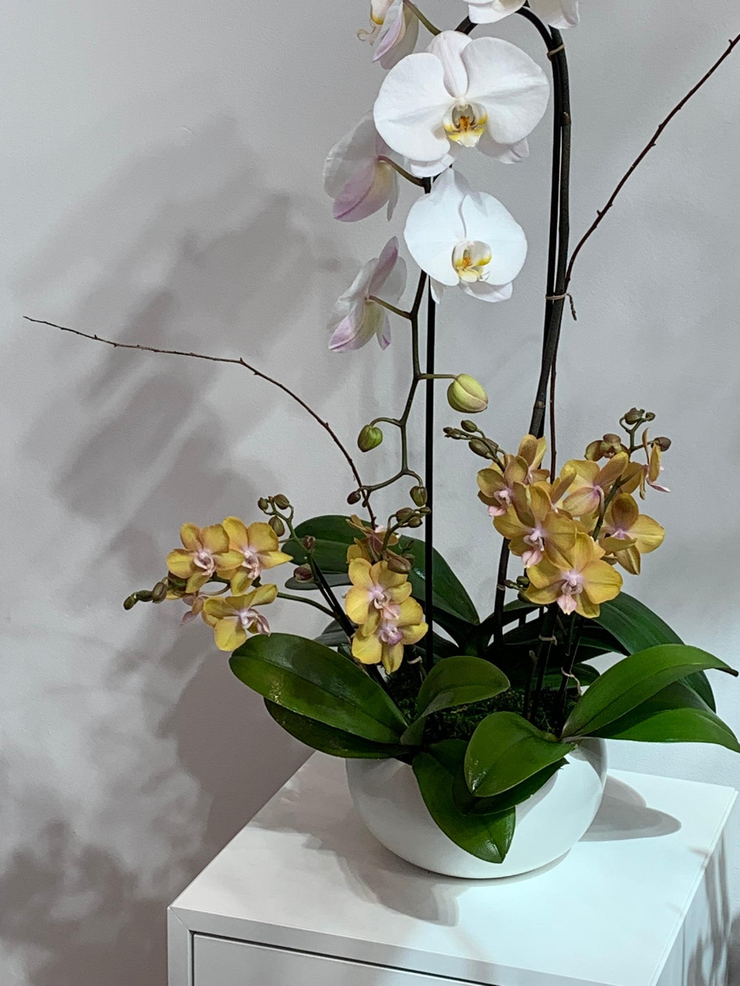 Mixed White & Yellow Orchid Arrangement