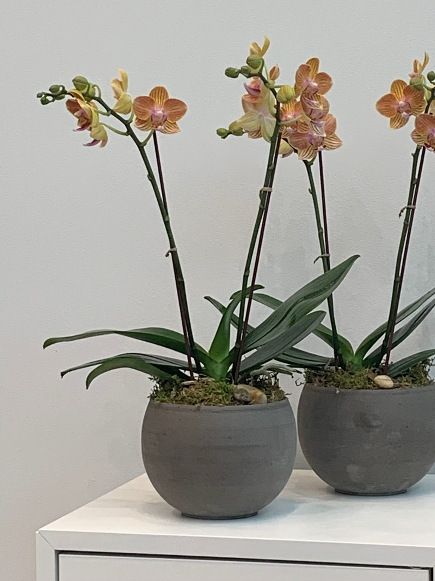 Mini Yellow Orchid (2 Stems)