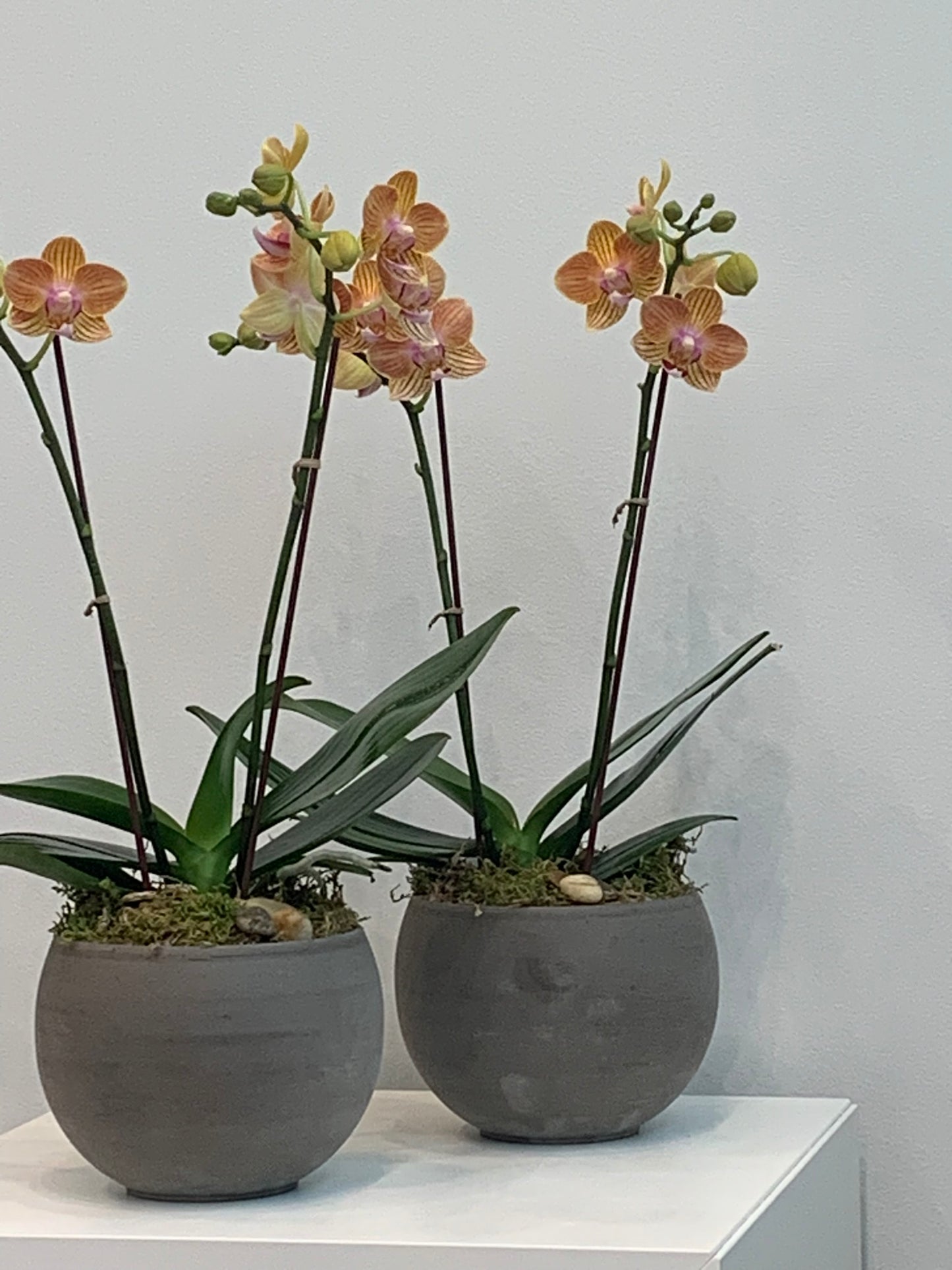 Mini Yellow Orchid (2 Stems)