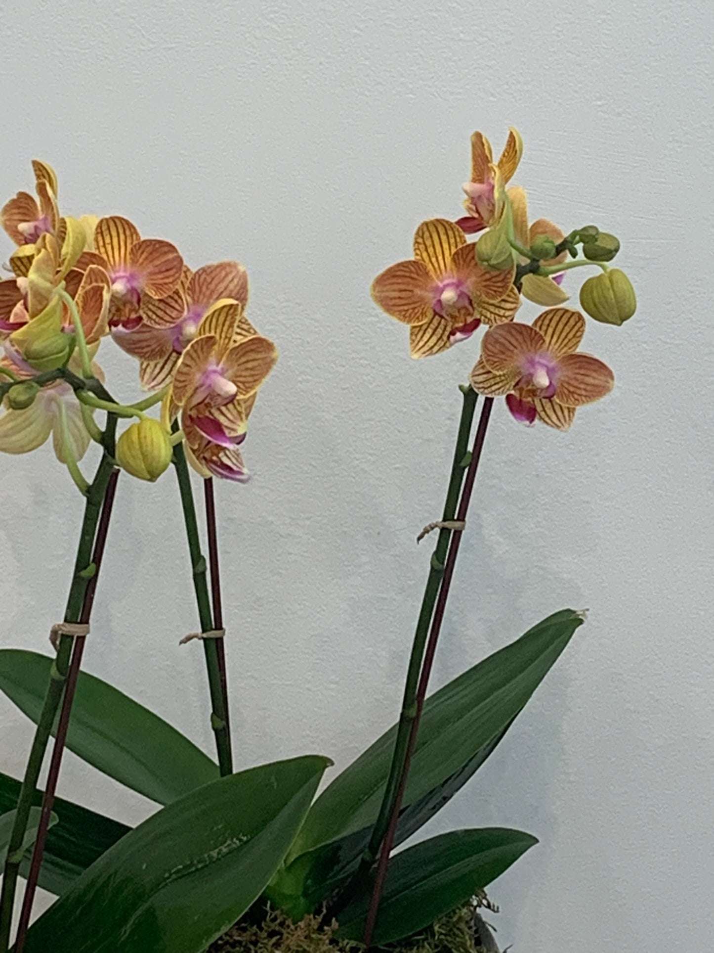 Mini Yellow Orchid (2 Stems)