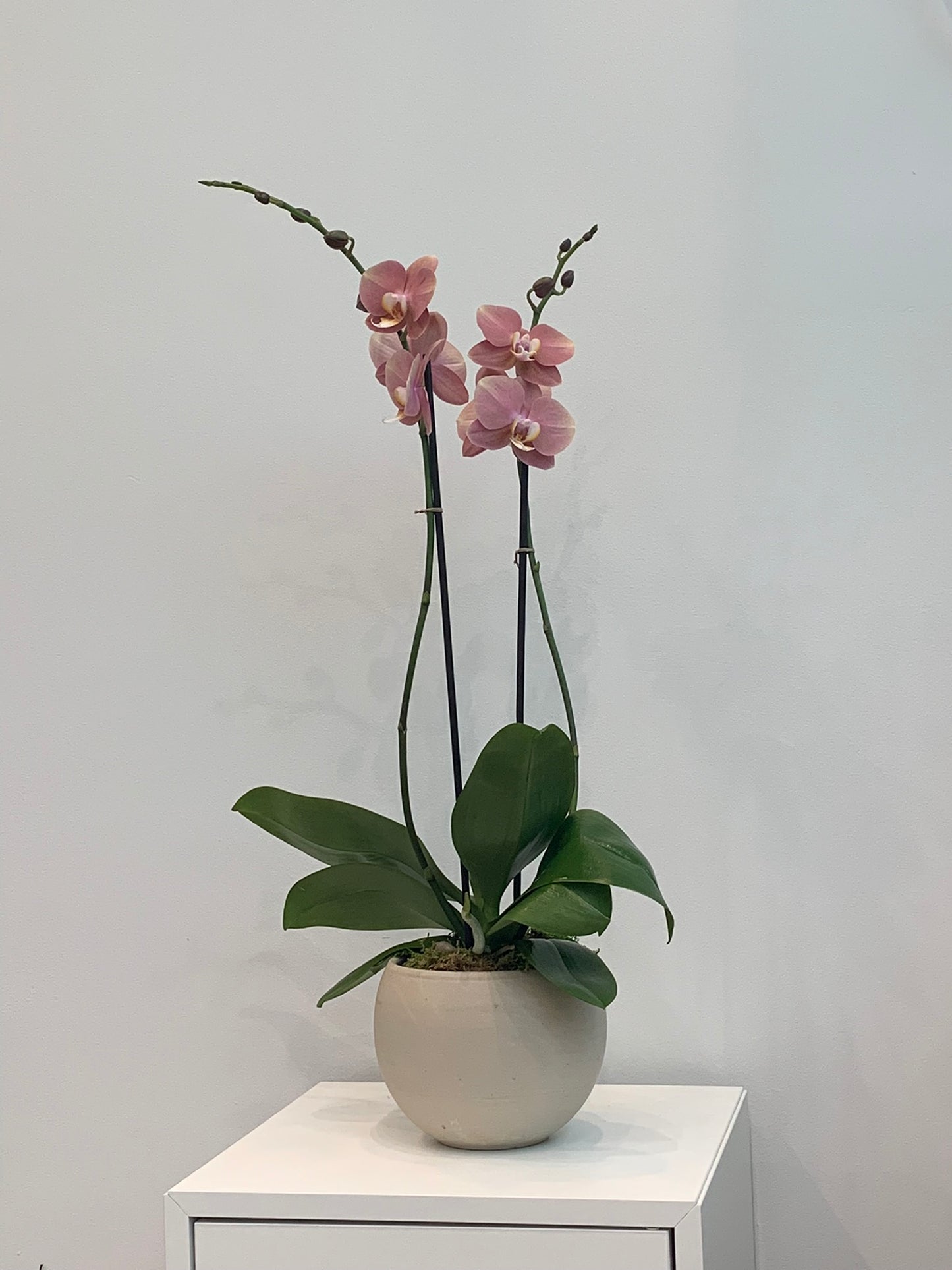 Large Coral Orchid (2 Stems) – Hi Flower Studio