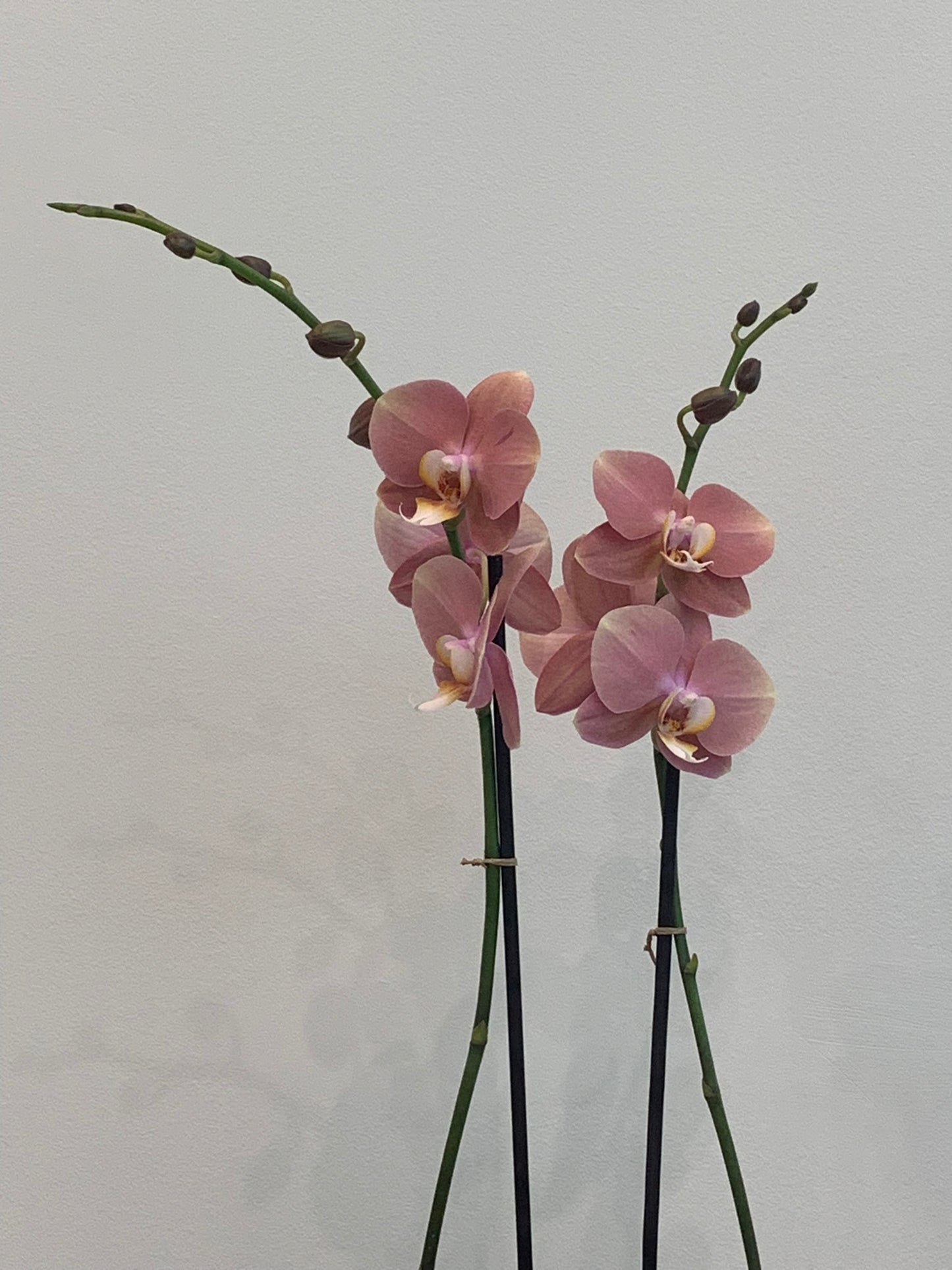 Large Coral Orchid (2 Stems) – Hi Flower Studio