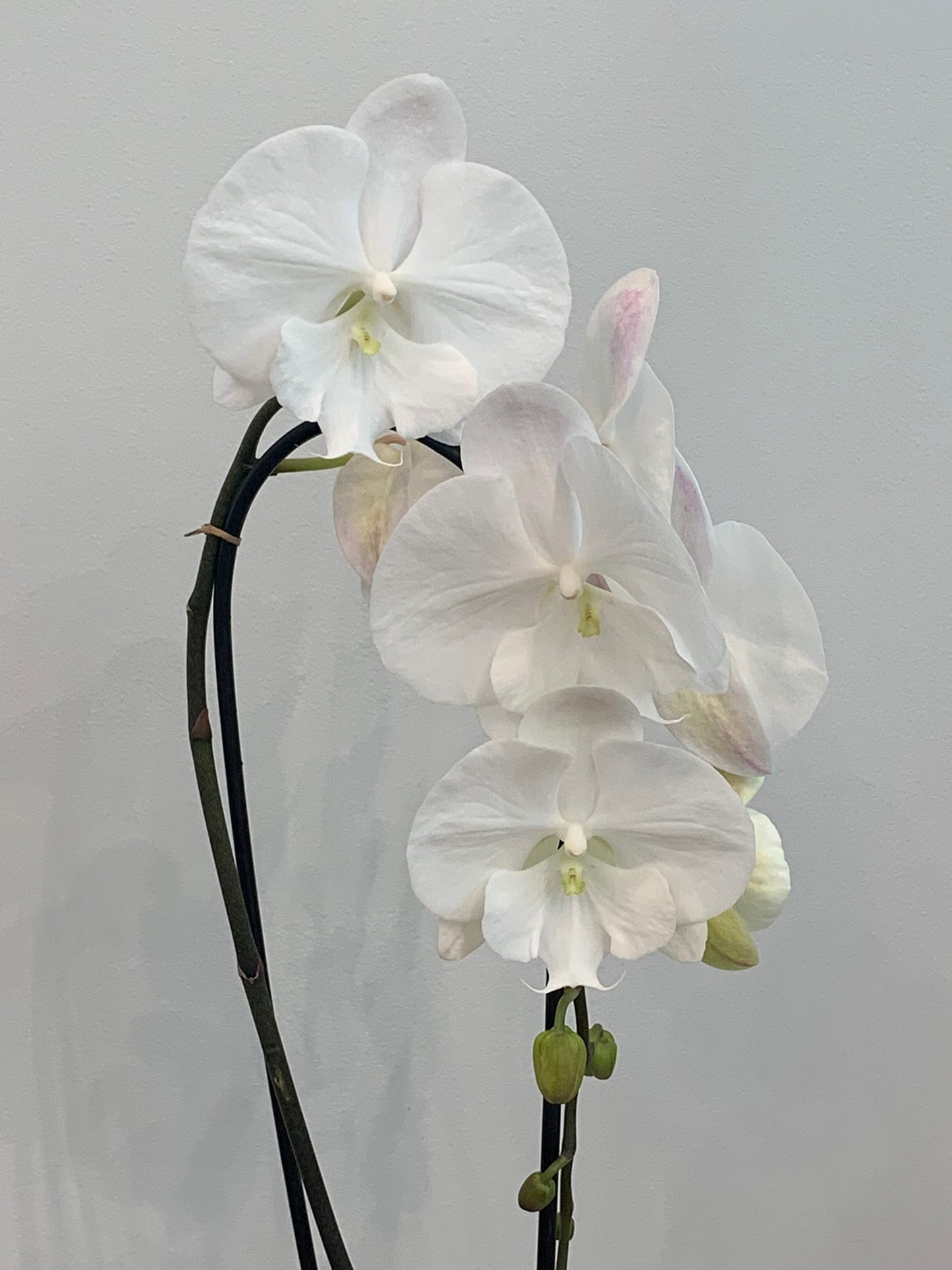 Large White Orchid (1 Stem)