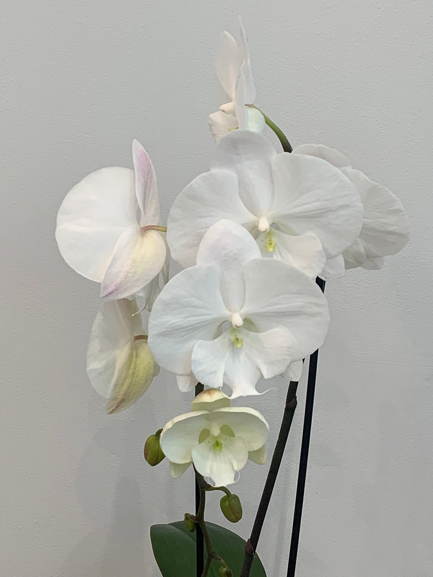 Large White Orchid (1 Stem)