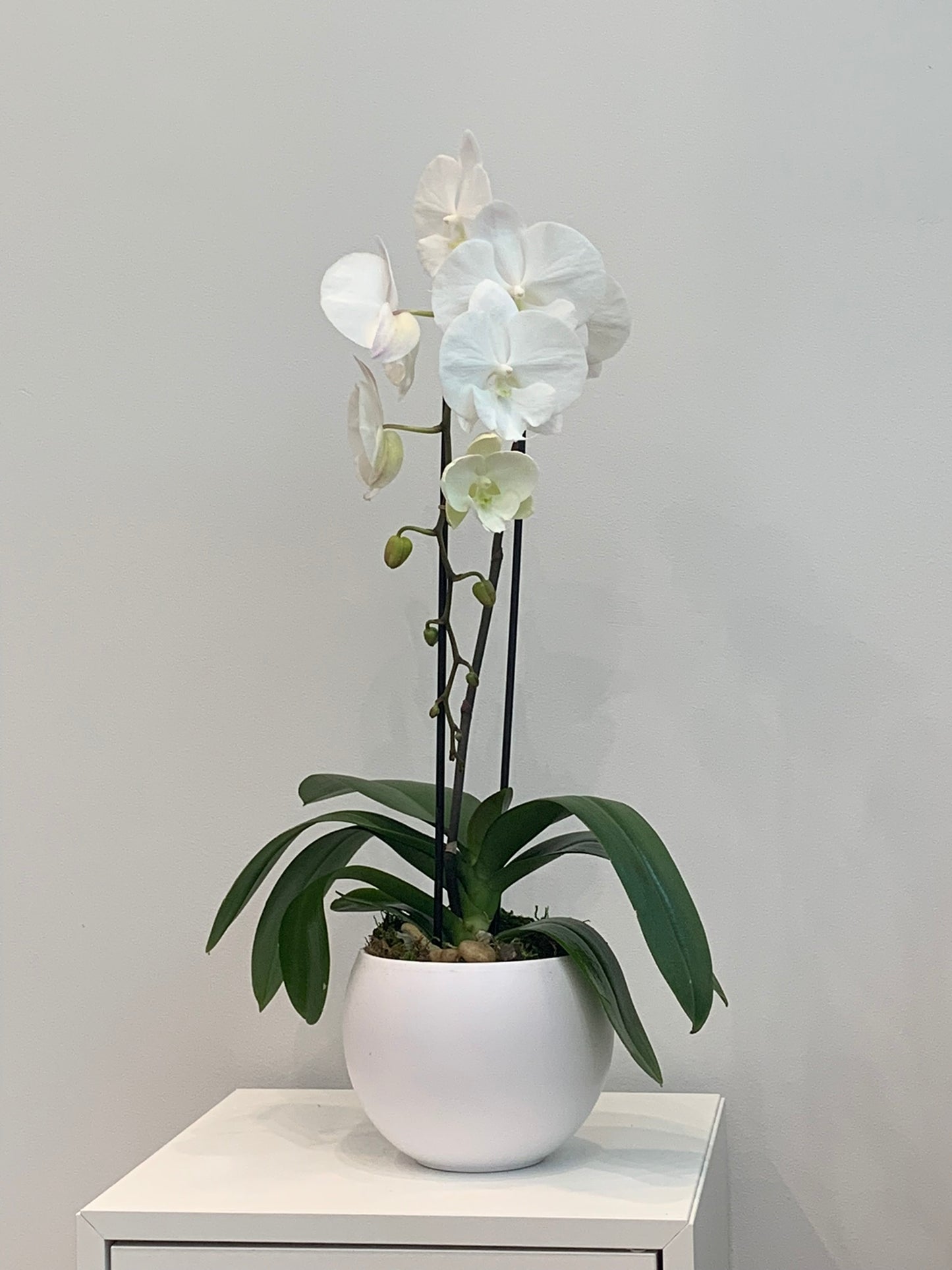 Large White Orchid (1 Stem)