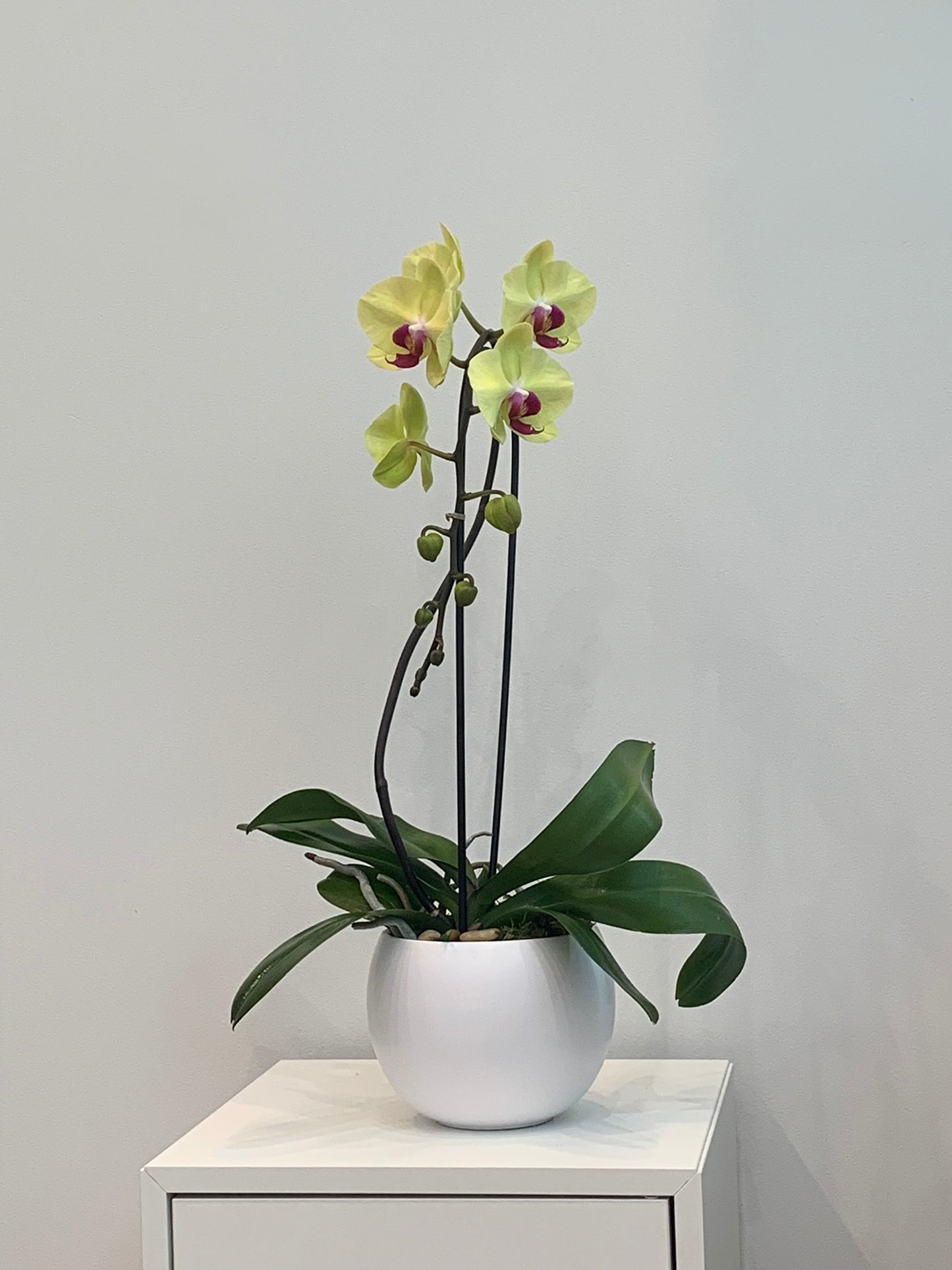 Large Yellow Orchid (1 Stem)