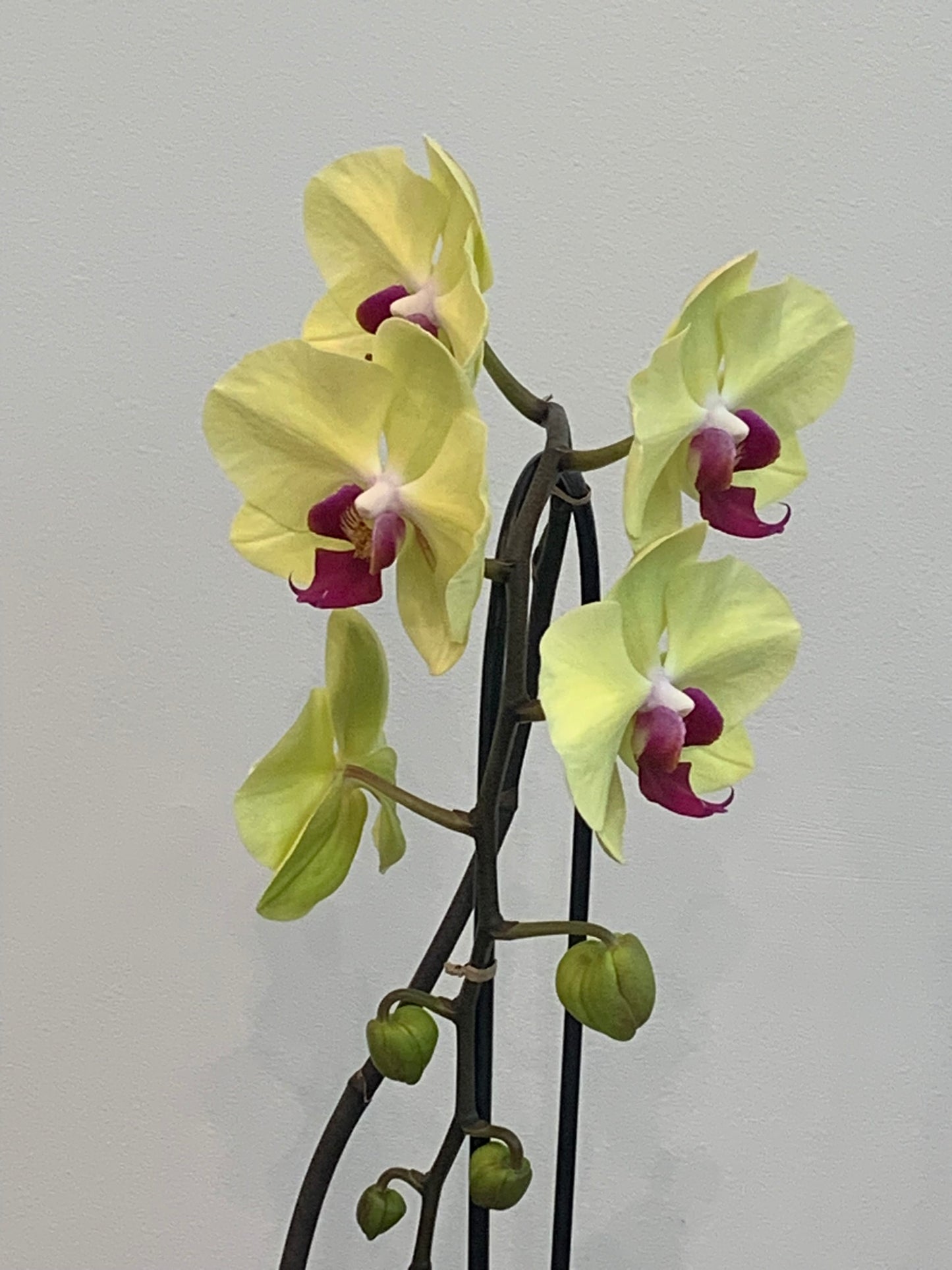 Large Yellow Orchid (1 Stem)