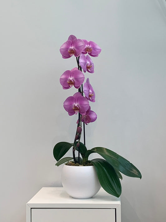 Large Light Purple Orchid (1 Stem)