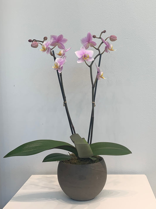 Mini Pink Orchid (2 Stems)