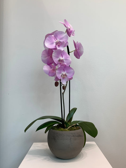 Large Pink Orchid (1 Stem)