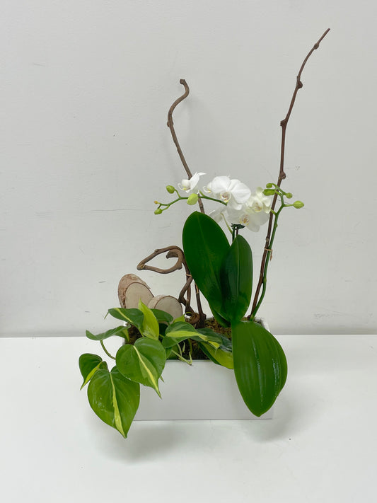 White Orchid Arrangement