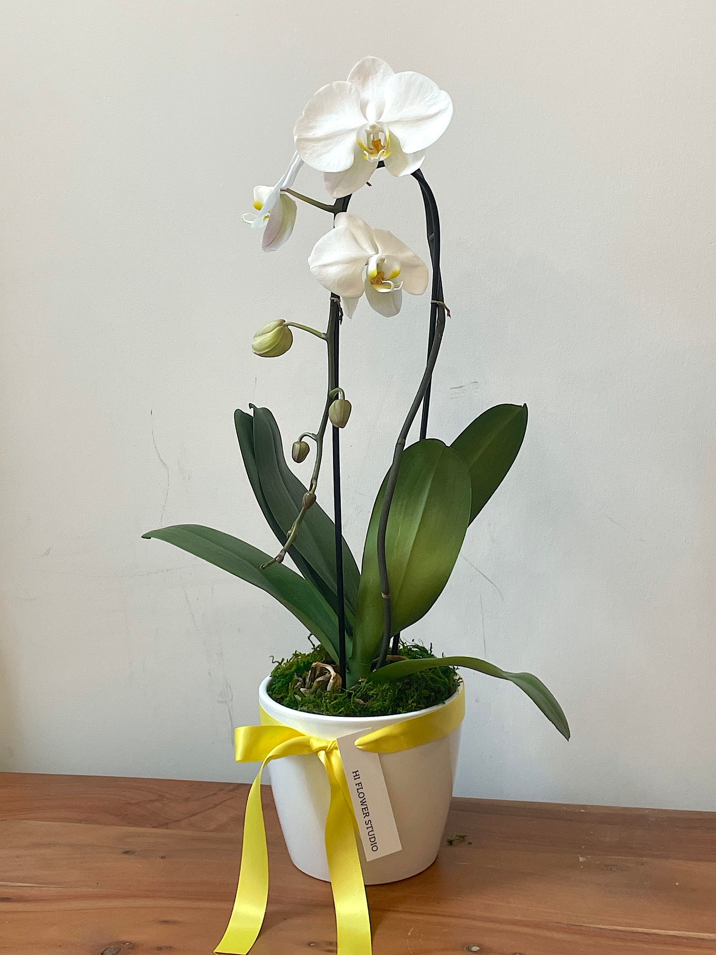 Large White Orchid (1 Stem)